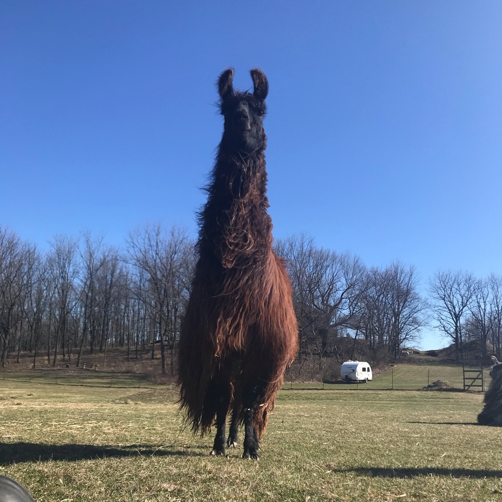Meet your Posher, Missy